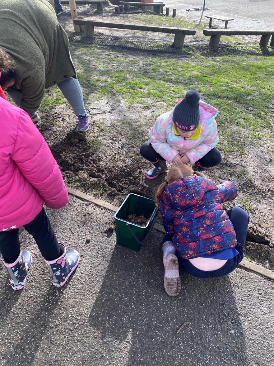 birch 5